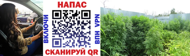 Марихуана Amnesia  купить закладку  Сатка 